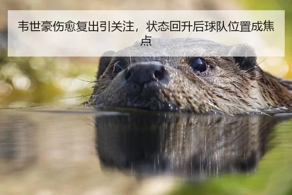 韦世豪伤愈复出引关注，状态回升后球队位置成焦点